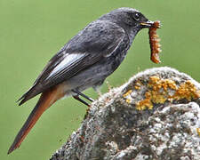 Black Redstart