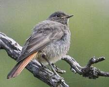 Black Redstart