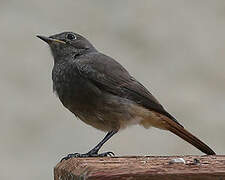 Black Redstart