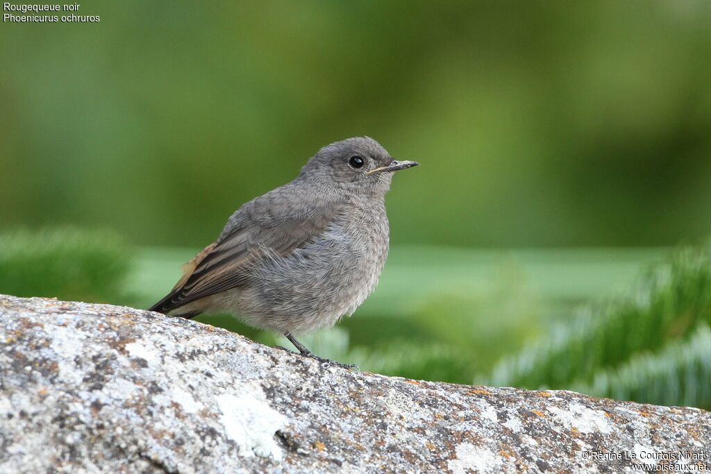 Black Redstartjuvenile