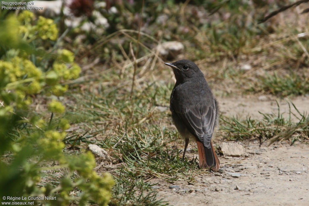 Black Redstart