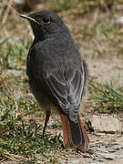 Black Redstart