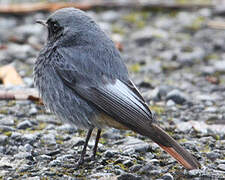 Black Redstart