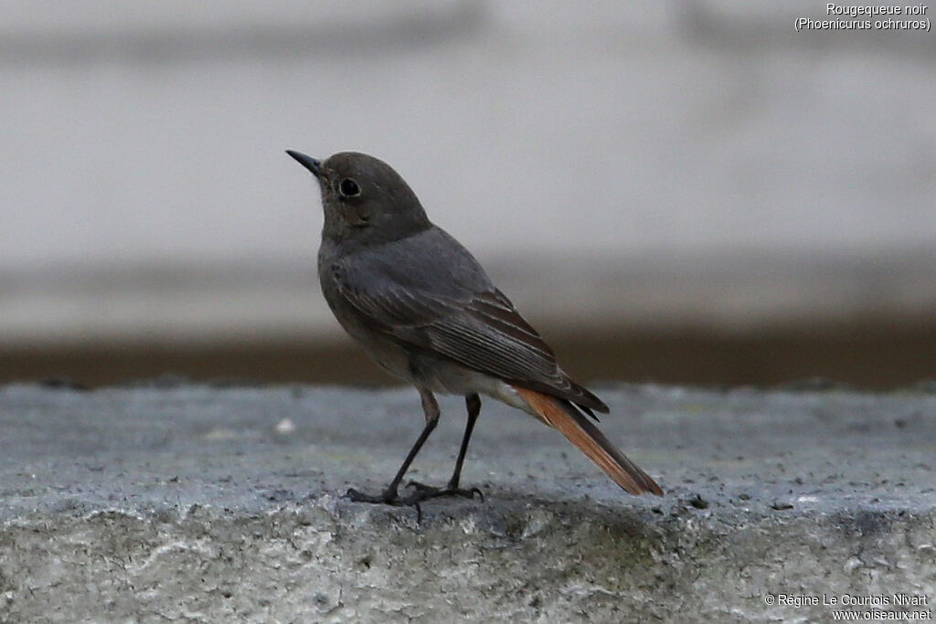 Black Redstart female