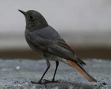 Black Redstart