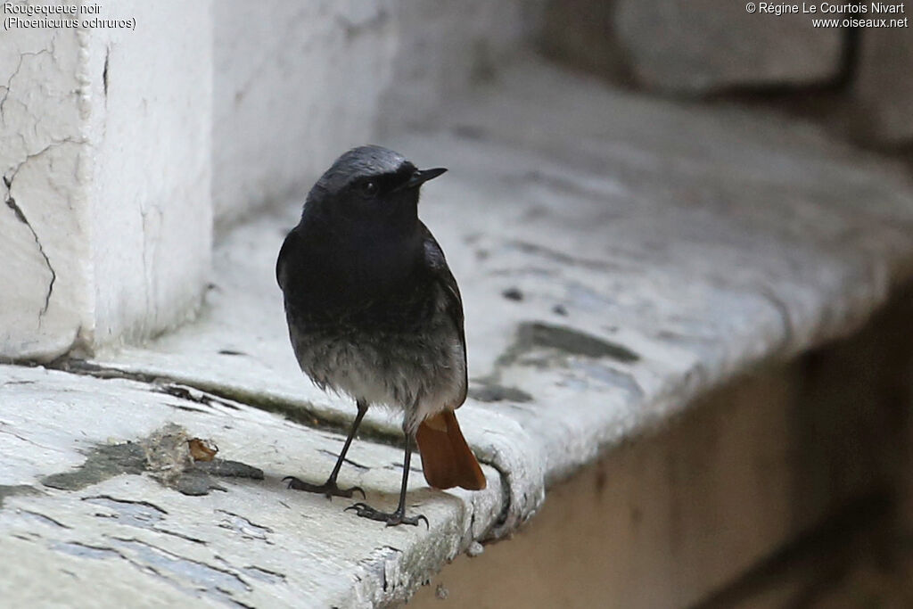 Black Redstart male