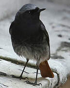 Black Redstart