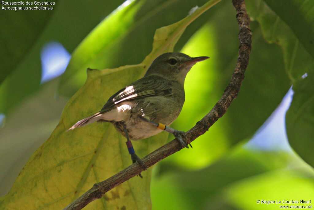 Rousserolle des Seychelles