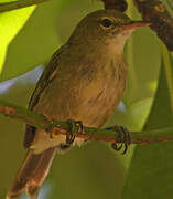 Seychelles Warbler