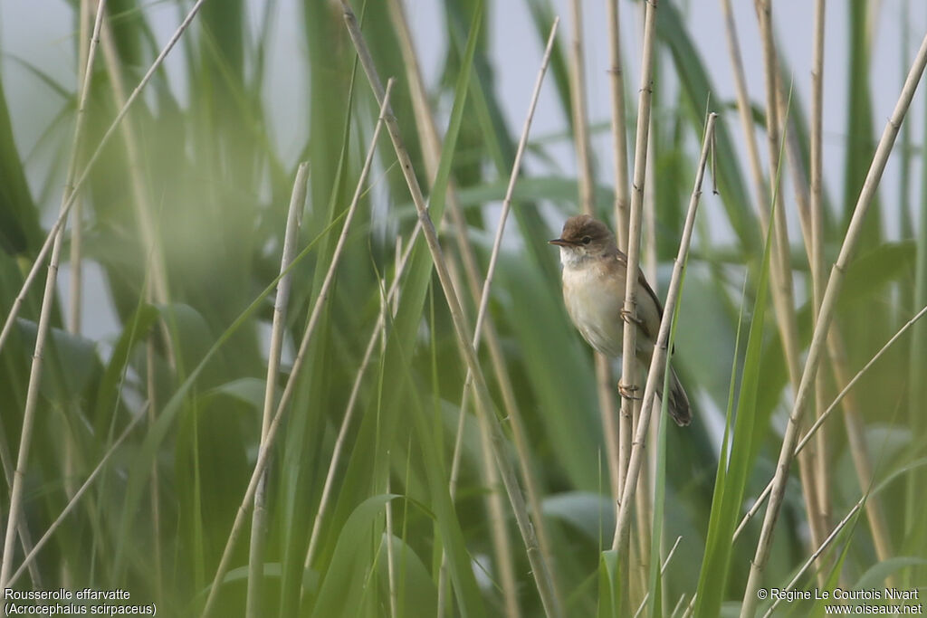 Common Reed Warbler