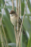 Eurasian Reed Warbler