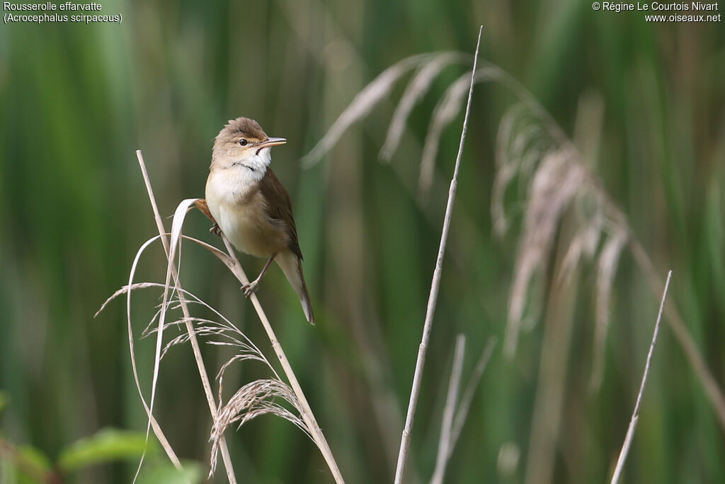 Eurasian Reed Warbler