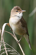 Eurasian Reed Warbler