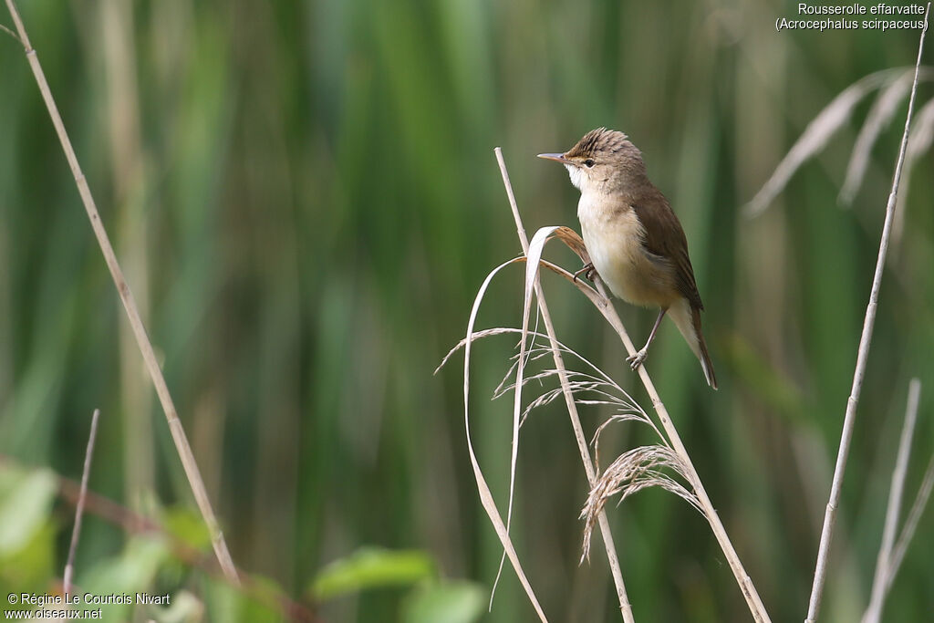 Common Reed Warbler