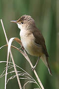 Eurasian Reed Warbler