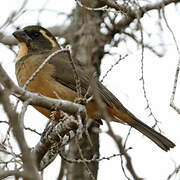 Golden-billed Saltator