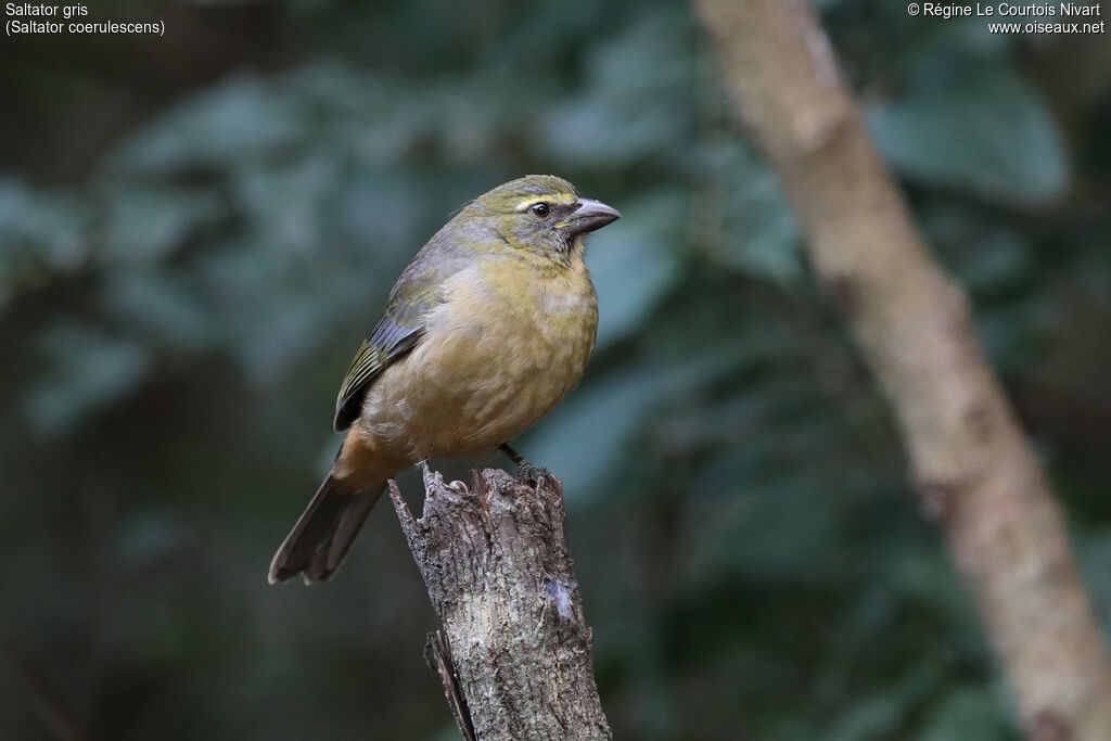 Bluish-grey Saltator