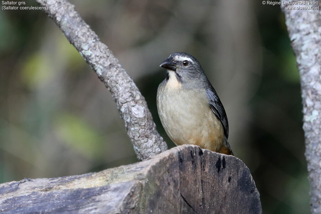 Saltator gris