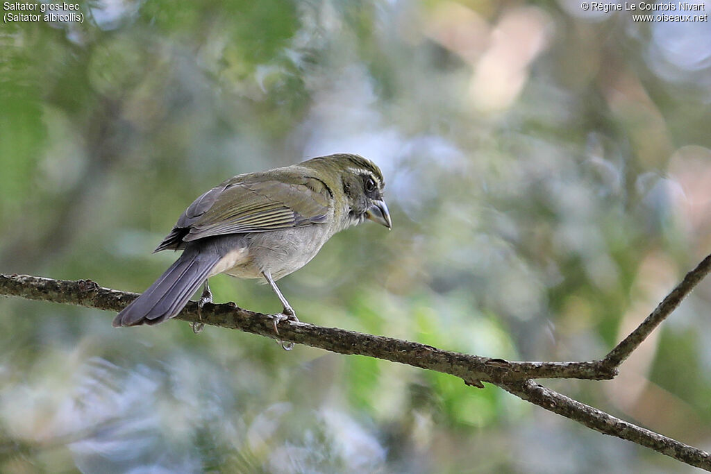 Saltator gros-bec