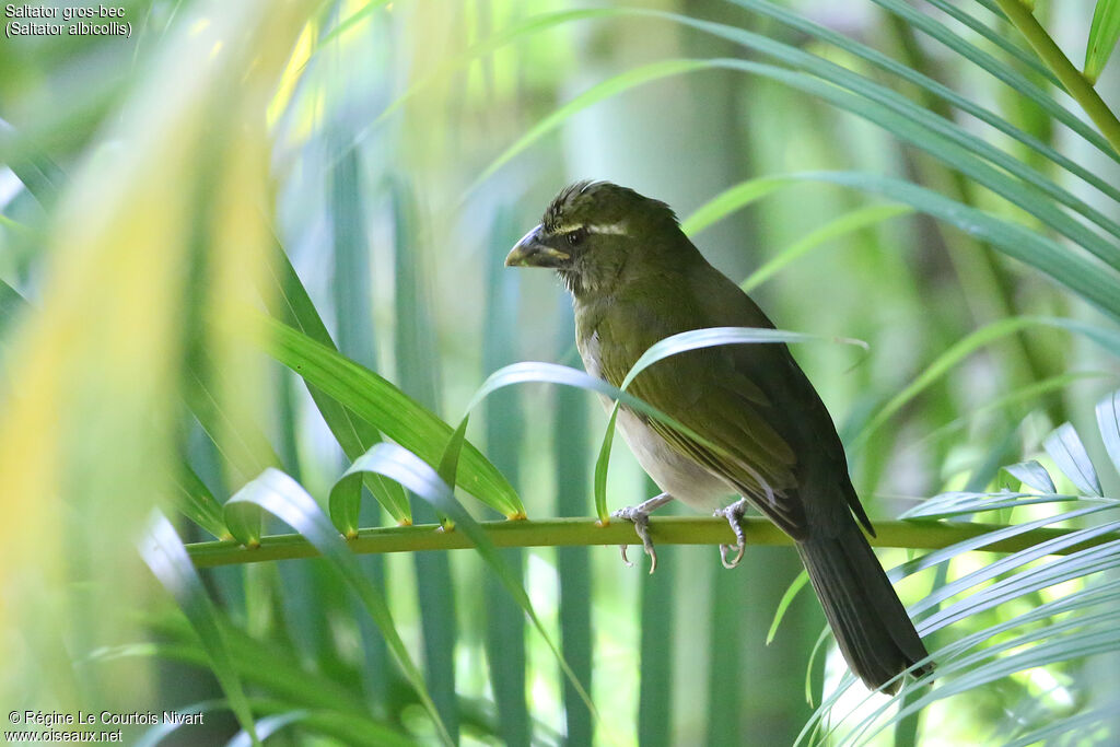 Lesser Antillean Saltator