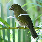 Lesser Antillean Saltator