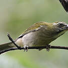 Saltator gros-bec