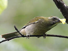 Lesser Antillean Saltator