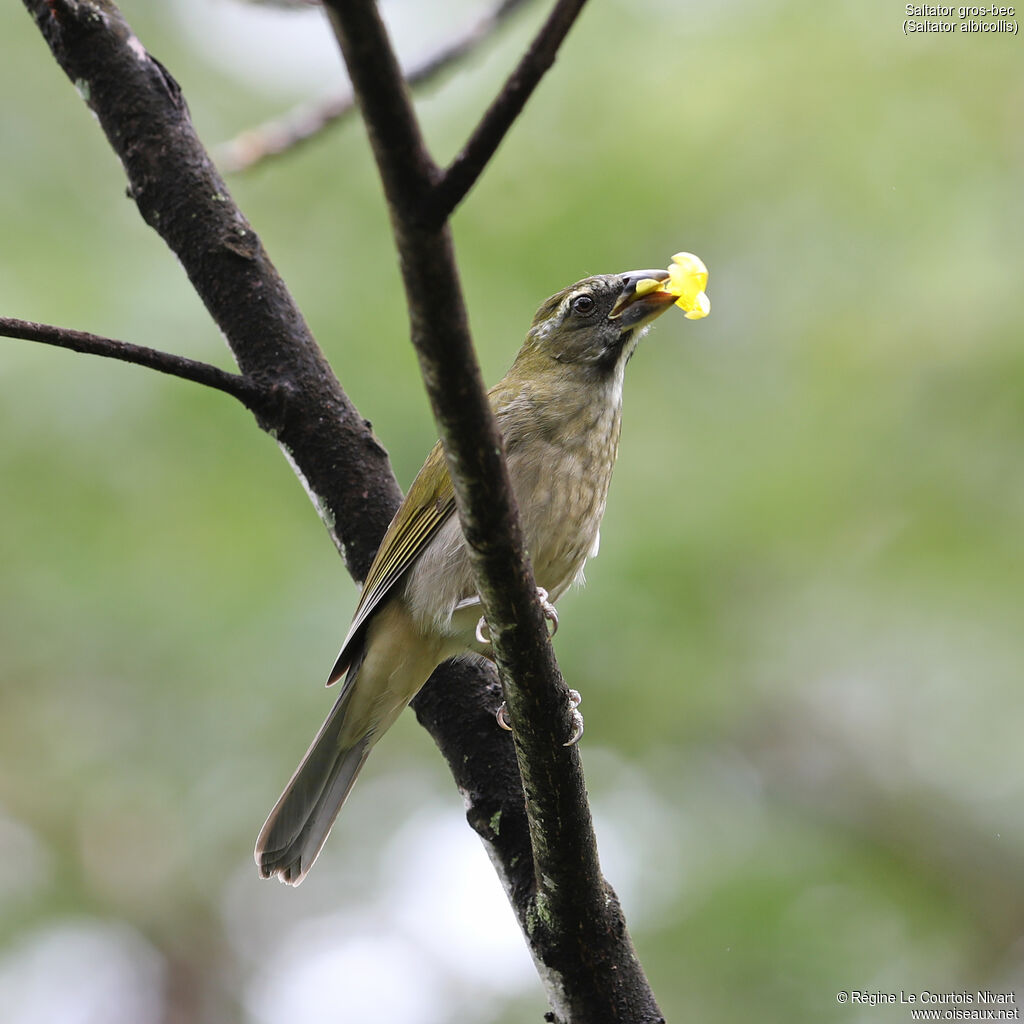 Saltator gros-bec