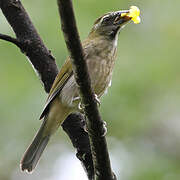 Lesser Antillean Saltator