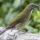 Saltator gros-bec