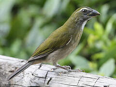 Lesser Antillean Saltator