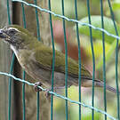 Saltator gros-bec