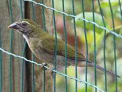 Lesser Antillean Saltator