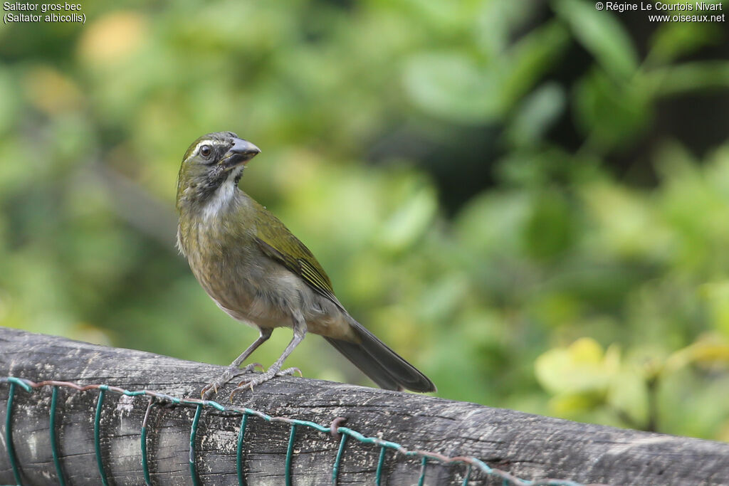 Saltator gros-bec