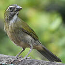 Saltator gros-bec