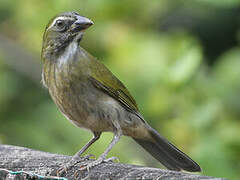 Lesser Antillean Saltator