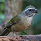 Saltator olive