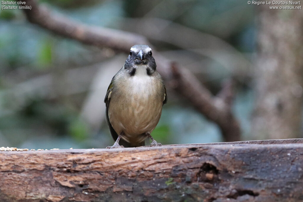 Saltator olive