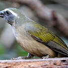 Saltator olive