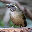 Saltator olive