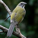 Saltator olive