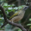 Saltator olive