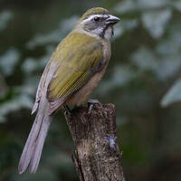 Saltator olive
