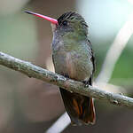 Saphir à queue d'or