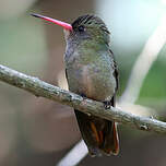 Saphir à queue d'or