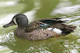 Blue-winged Teal