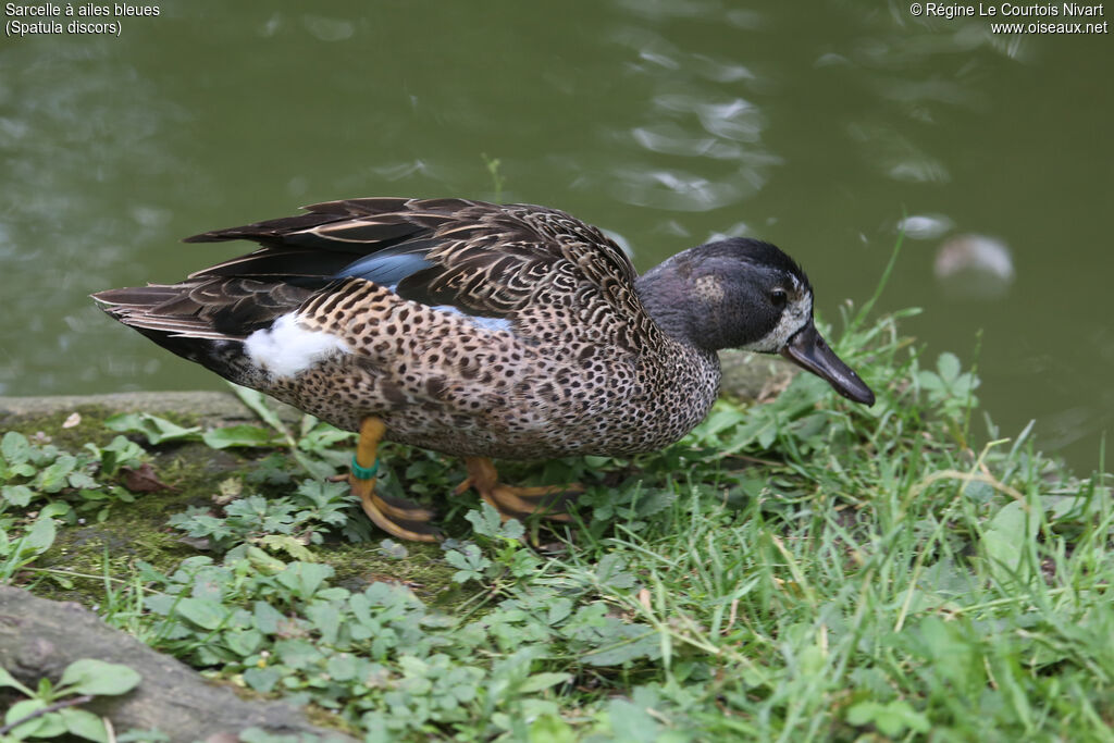 Blue-winged Teal