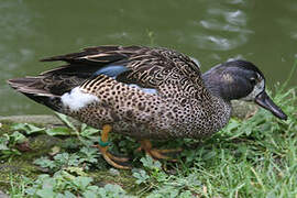 Blue-winged Teal