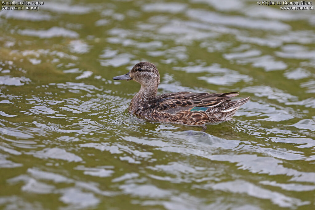 Green-winged Teal female