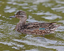 Green-winged Teal